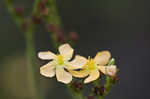 Hairy St. Johnswort